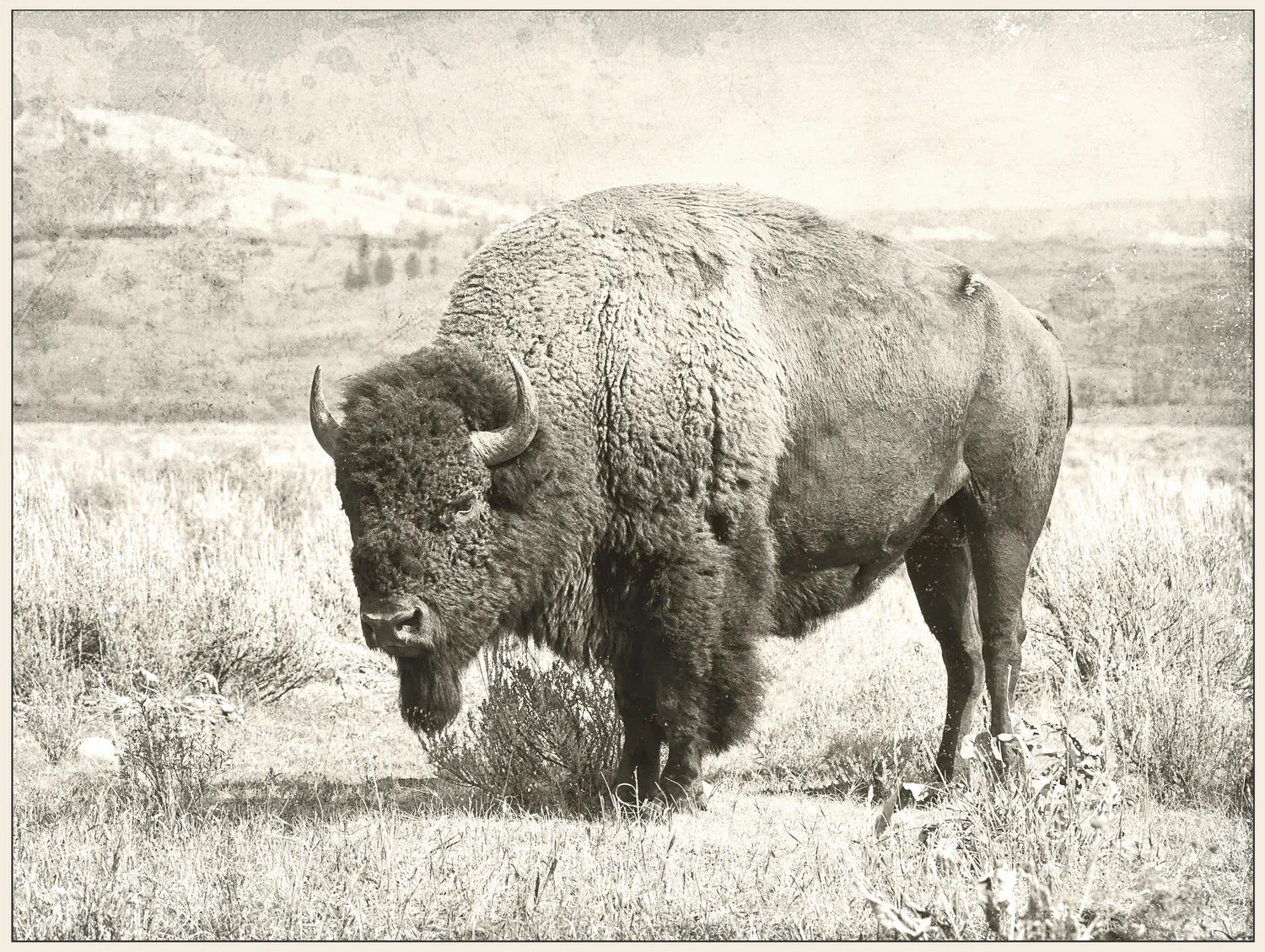 North Range Canvas