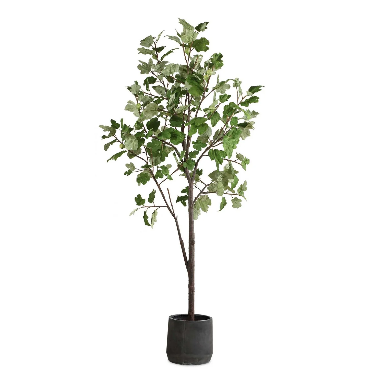 Eden Tree