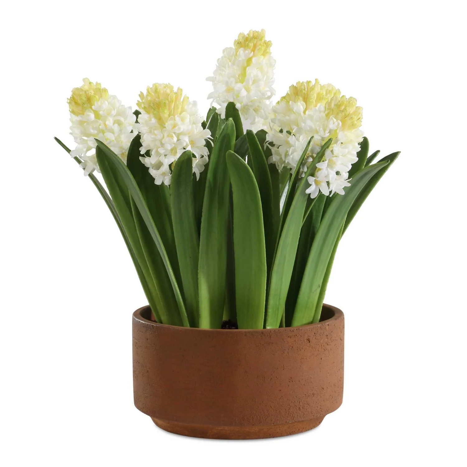 Sincerity Hyacinth Plant
