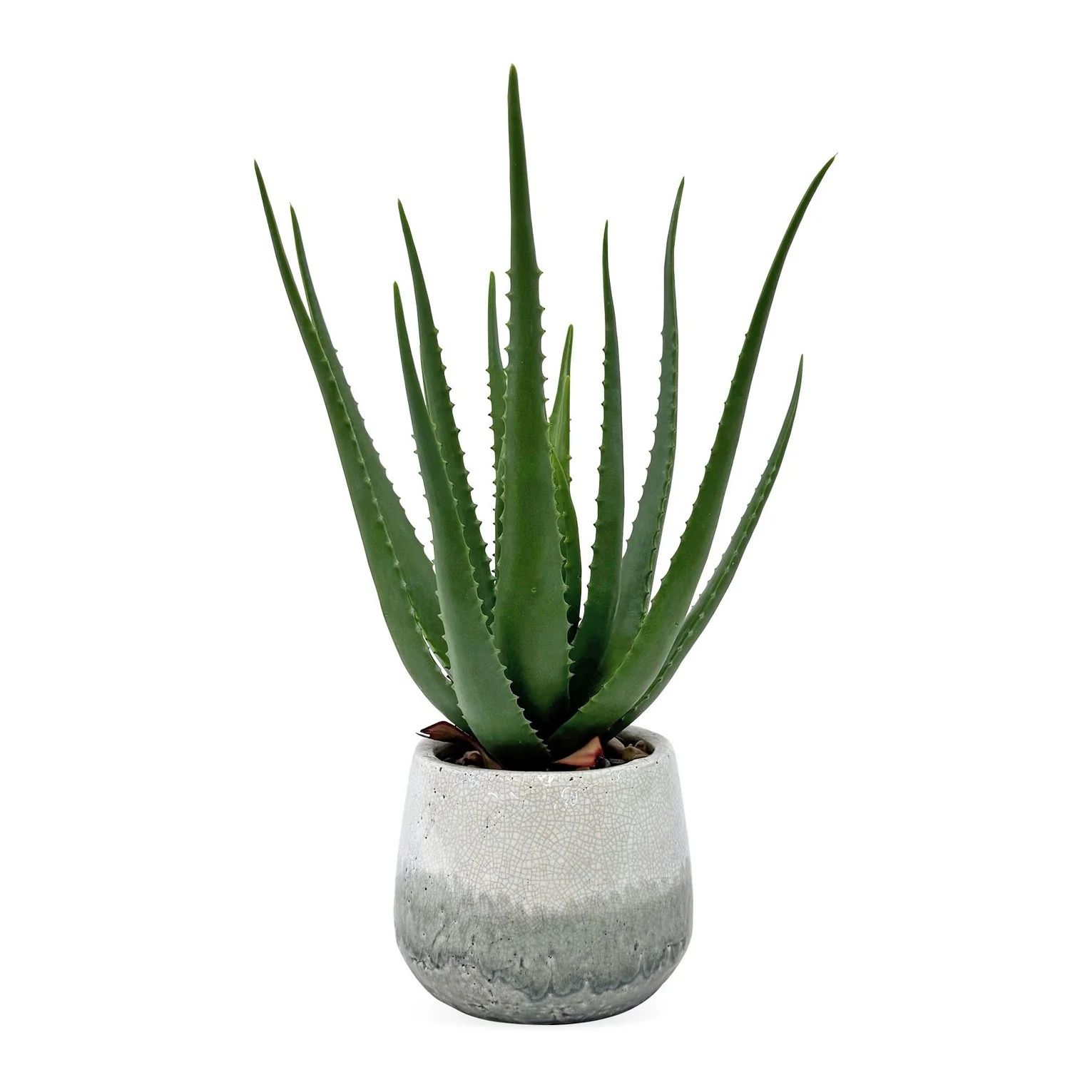 Veranda Aloe Plant